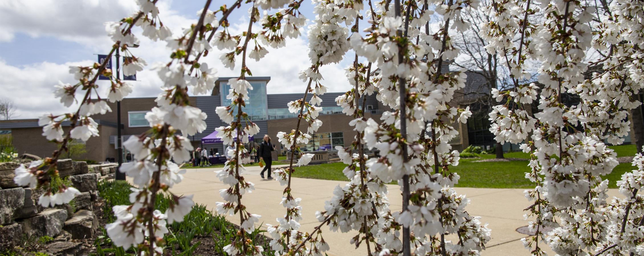 A flowering tree with white blooms in front of the University Center.