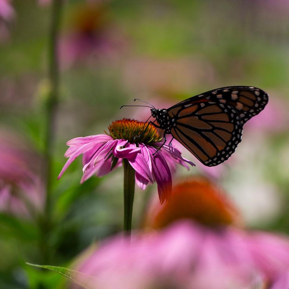 Photo of a butterfly on a flower